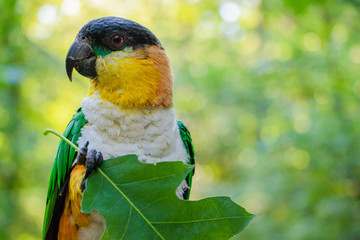 caique bird with leaf
