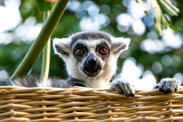 ring tailed lemur on branch of a tree