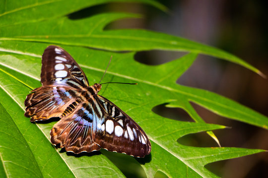 butterfly on leaf