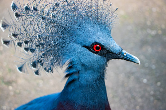 portrait of a peacock