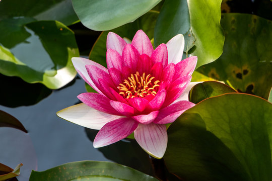 lotus in pond
