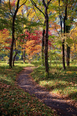 Naklejka premium Autumn in a park in Tokyo, Japan