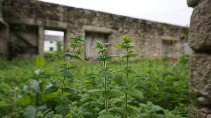 Brennnesseln in der Ruine Cervo (Spanien, Galizien)