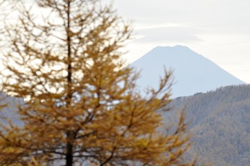 唐松の黄葉と富士山