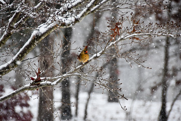Female Cardinal Sitting on a Snowy Branch