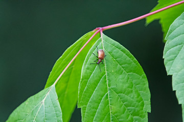 golden bug on green leaf