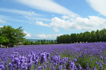 【北海道】ファーム富田・ラベンダー畑