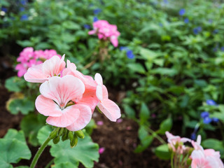 Pink flower in garden