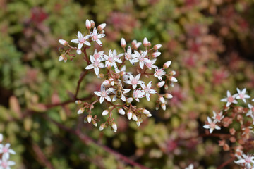 Murale Stonecrop