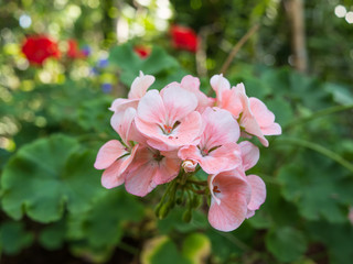 Pink flower in garden