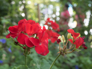 Red flower in garden