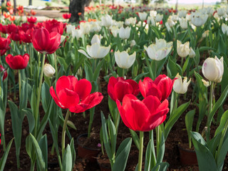 Red beautiful tulip flower in garden,