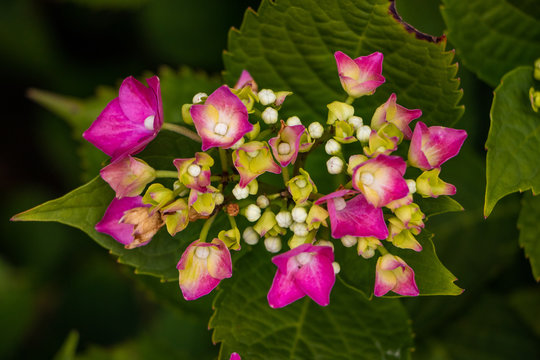 pink flowers in the garden