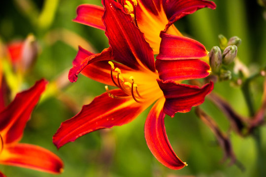 red flower