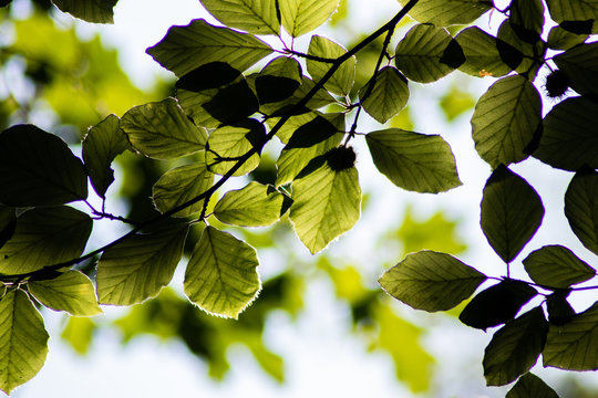 green leaves of tree