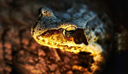 frog on land