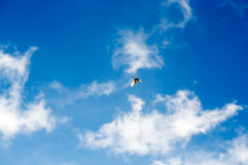 Bird flying in the sky 