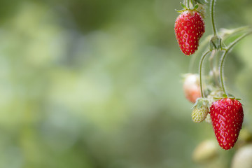 Strawberries growing with large green blurred background copy space.