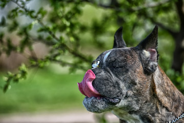 German boxer with cropped ears