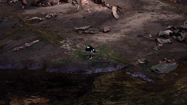 Little Forktail Bird (Enicurus scouleri) Sitting on Rock