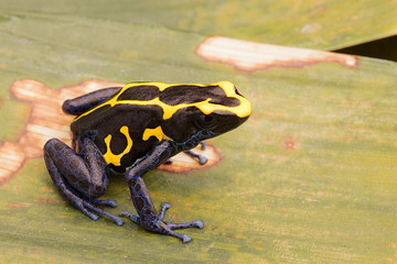 Deying poison dart frog, Dendrobates tinctorius, nominat or Kaw. A blue and yellow rain forest...