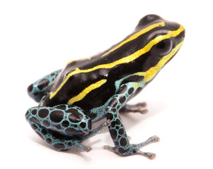 Ranitomeya ventrimaculata Rodyll