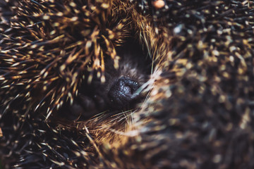 Snout of small cute hedgehog. Shy forest inhabitant of brown color. Needles of hedgehog close-up....