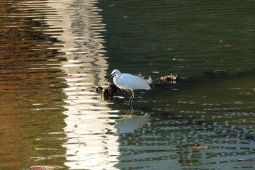 ducks in water