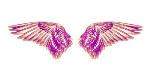 Wings of birds isolated on white background