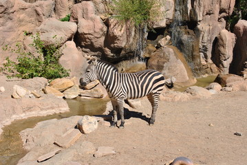 Fototapeta na wymiar Yikes Stripes -Zebra