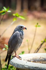 Lizard Buzzard