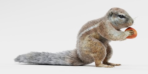 Realistic 3D Render of Cape Squirrrel