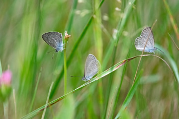 Three small butterflies on grass