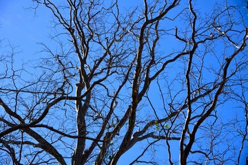 branch death on blue sky background