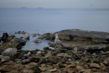 Fototapeta na wymiar seagull beach watch landscape rocks outdoors
