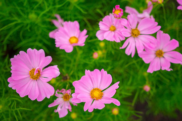 soft focus of Beautiful purple flowers