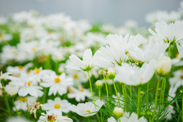 soft focus of Beautiful White flowers