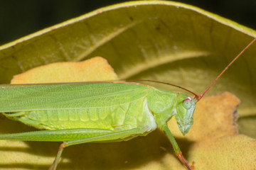 Green grasshopper on brown leaf, macro of insect, the animal wildlife