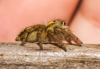 Spider in macro view on leaf, insect in wildlife,beauty in nature