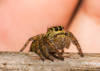 Spider in macro view on leaf, insect in wildlife,beauty in nature