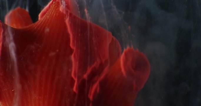 Art object with paints,  abstraction. Macro. 4K.
