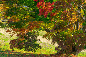 大峰高原　七色大カエデ　長野県池田町
