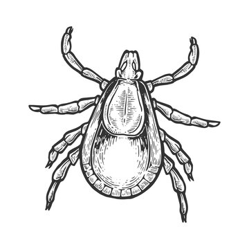 Mite insect engraving vector illustration. Scratch board style imitation. Black and white hand drawn image.