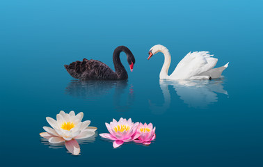 Two swans swiming together in calm green water - Black and White swan