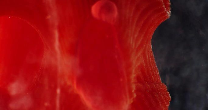 Art object with paints,  abstraction. Macro. 4K.
