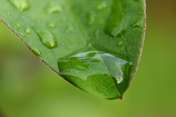 Big beautiful drop on a leaf