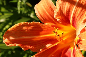 Orange lily on green background