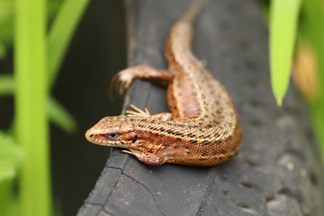 Lizard basks on the rubber