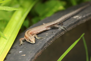 Lizard basks on the rubber