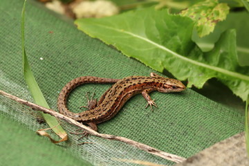 Beautiful lizard basking in the sun